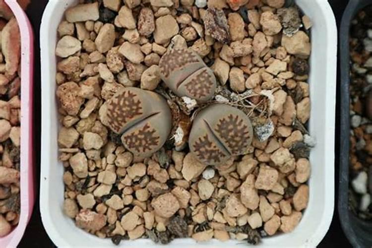 生石花用肥方法,不同的季节选择不同的肥料施撒 多肉植物  9252儿童网...