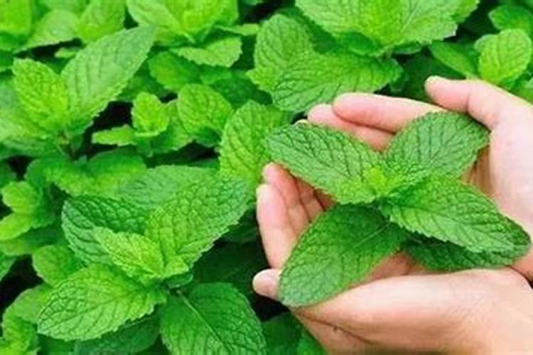 薄荷施什么肥最好