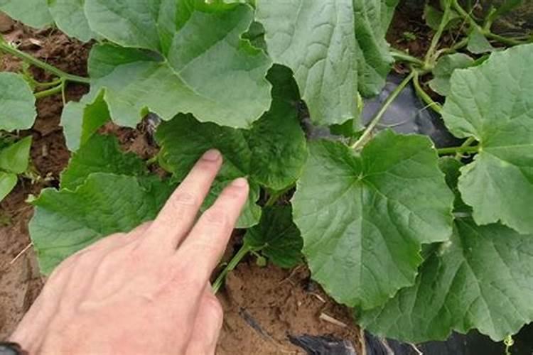 香瓜快速增甜的有效方法是什么？