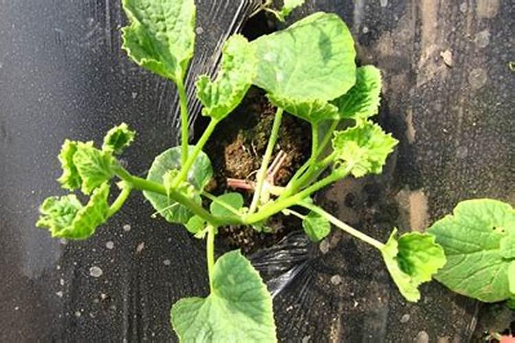 怎么让种的香瓜甜一点