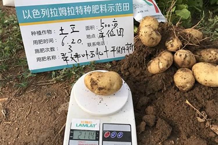 种土豆用什么肥料好