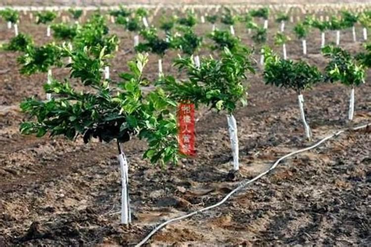 柑橘全年施肥及追肥技术 柑橘怎么进行肥料管理