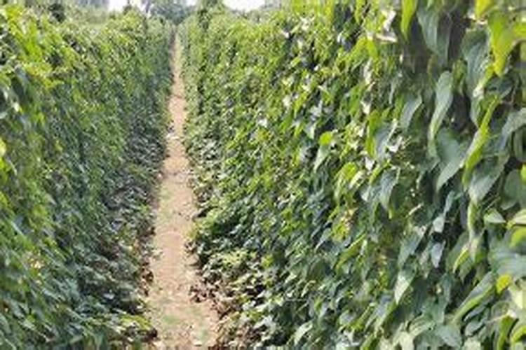 罗布泊钾肥在麻山药种植中的实际效果如何？