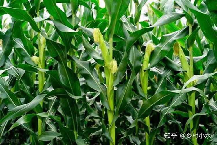 玉米几叶能用芸苔素,芸苔素多久喷一次