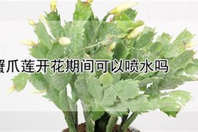 蟹爪兰开花时能施肥吗