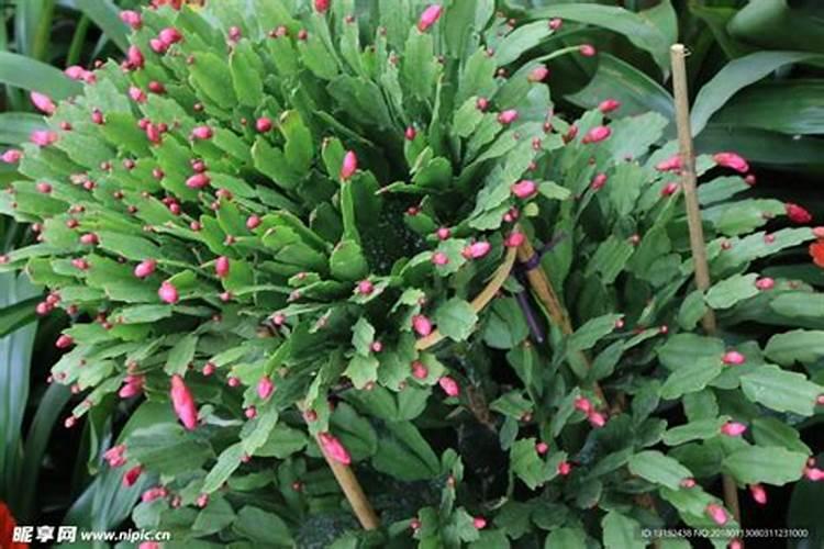 蟹爪兰开花时能施肥吗