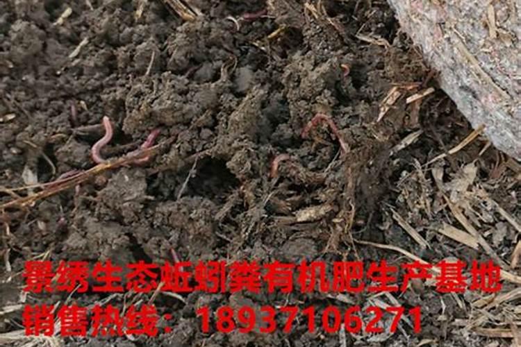 蚯蚓粪的危害是什么