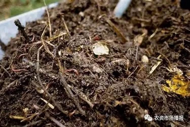 蚯蚓粪怎么发酵,肥力如何
