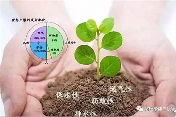 面对土板结且不想换土的情况,如何对土壤进行改善？