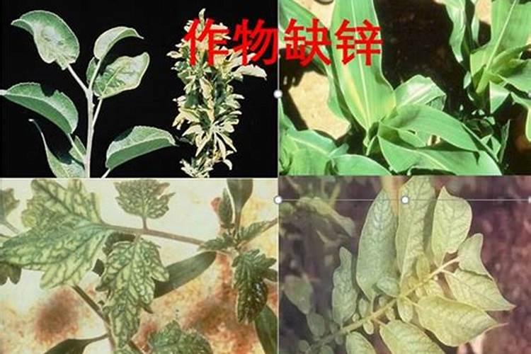 锌肥注意事项