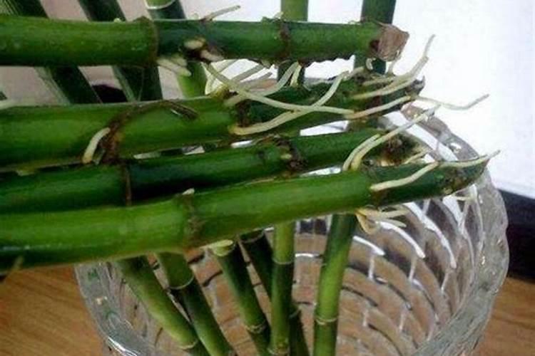 富贵竹怎么养才能更绿