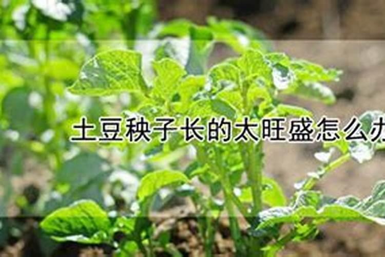 土豆出苗过施什么肥好,多大施肥
