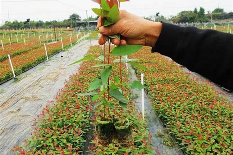 怎么防治植物青枯病？