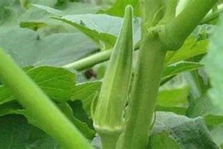 秋葵在什么时候施肥 秋葵移植后施什么肥好