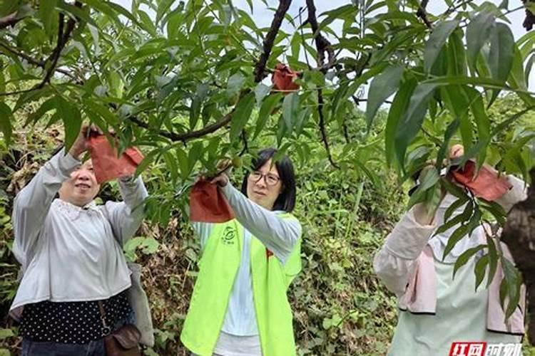 套袋黄桃能叶面喷钾肥吗？