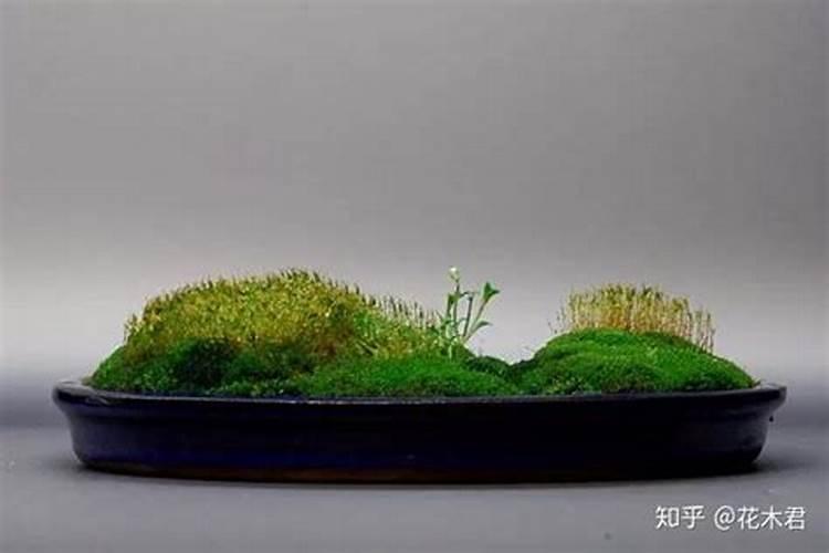 请问腐殖酸钠能杀青苔吗