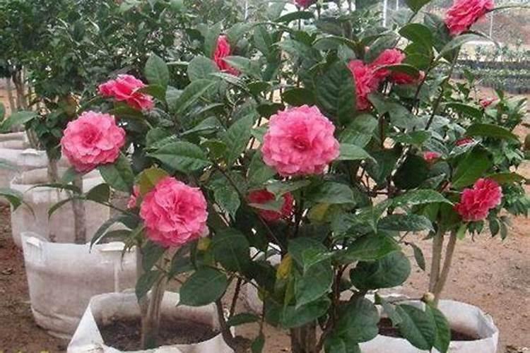 如何养茶花？