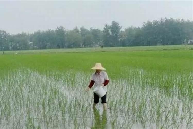 水稻三遍肥最佳时间