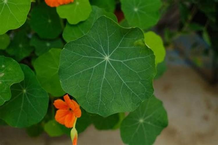 旱金莲不开花怎么办,喷洒药剂施加磷钾肥