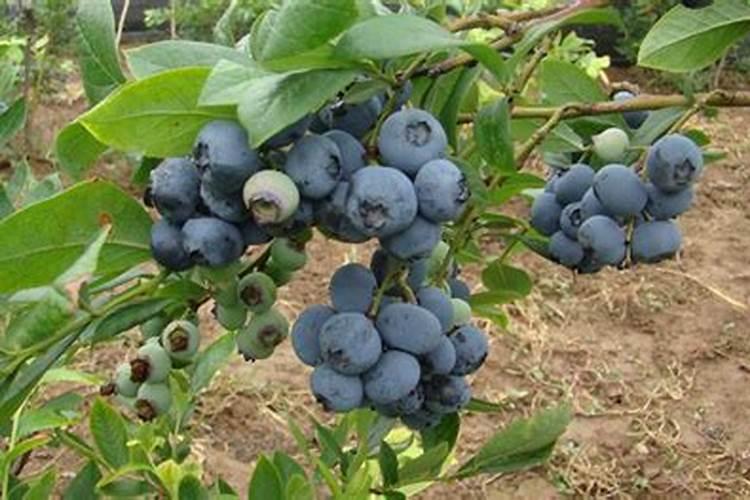 蓝丰蓝莓怎么养