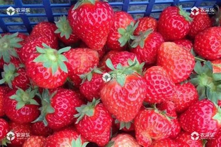 大棚草莓如何施肥才能高产