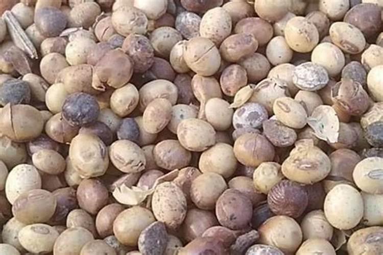 家庭自制花肥方法大全