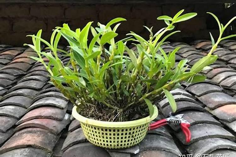 铁皮石斛冬季如何种植管理 铁皮石斛冬天怎么养护