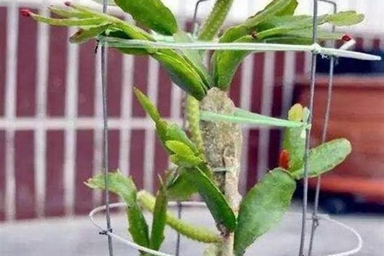 蟹爪兰施什么肥:最好生长期氮肥,开花前磷肥