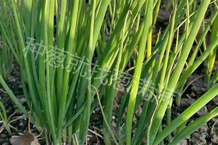 兰花发新芽怎么养护