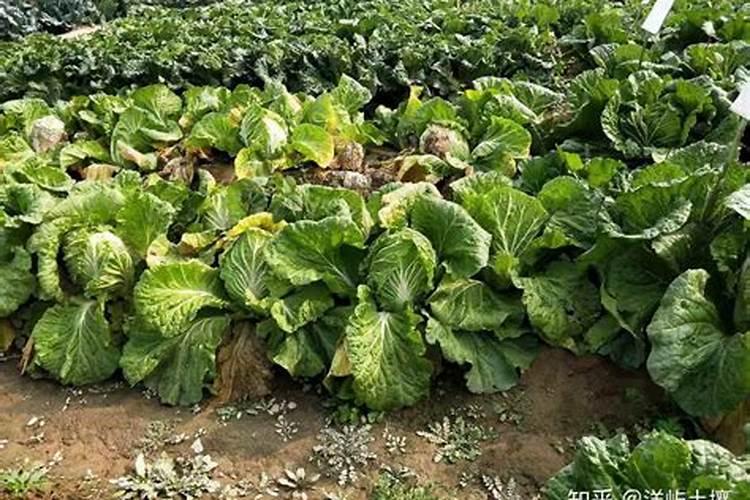 种白菜用什么肥料最好