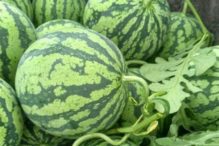 种植西瓜用什么肥料