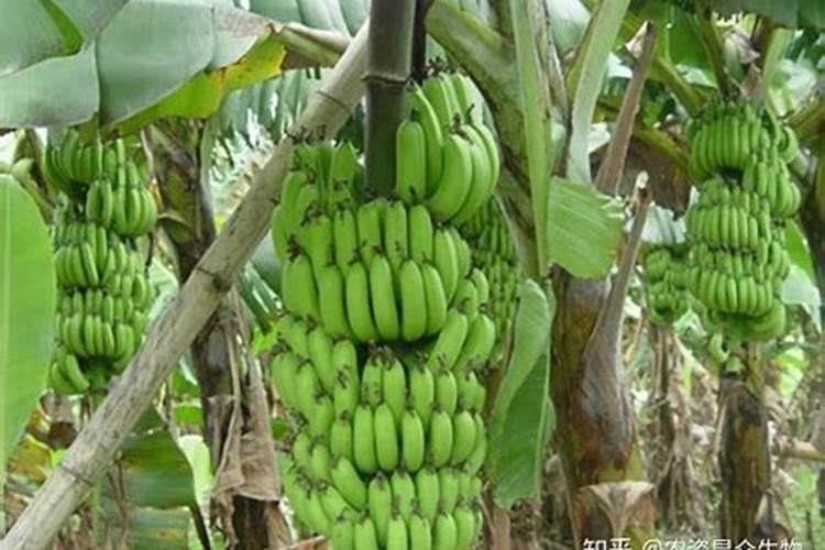 香蕉挂果的时候用什么肥料最好？