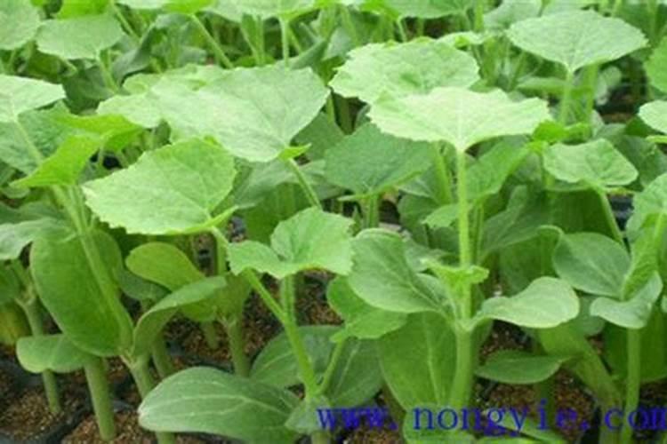 冬瓜苗移植后多少天可以施肥