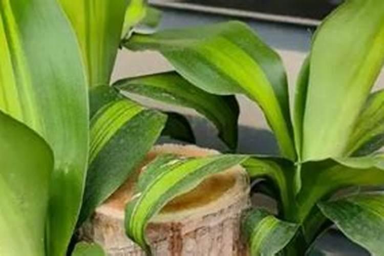 巴西木什么季节施肥最好 施肥多少合适