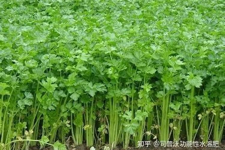 大肉饺子的做法,麦芹香菇大肉饺子怎么做好