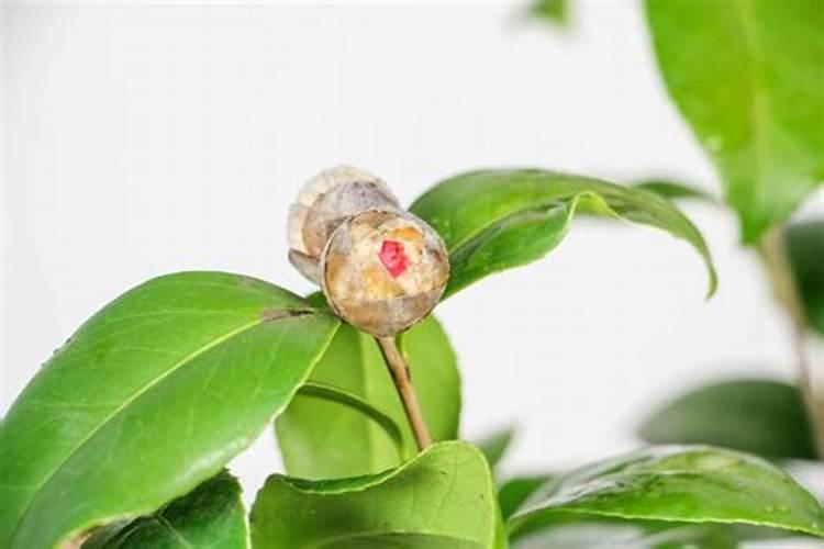 茶花如何施氮肥长得好