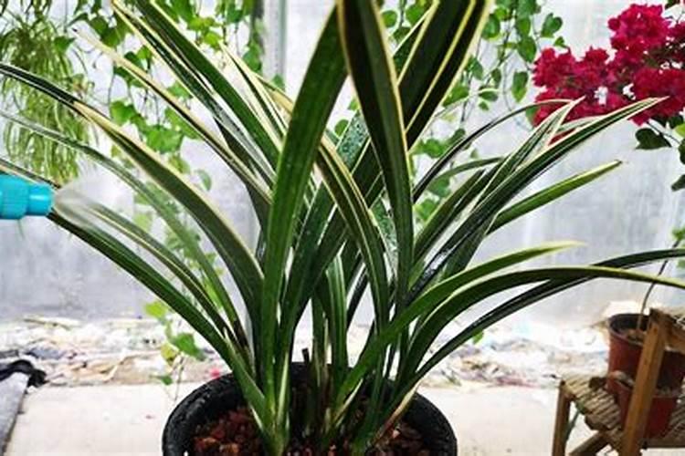 如何养紫掌开花？