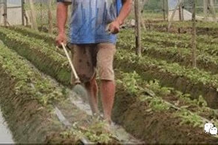 叶面肥多久用一次效果好？使用过多会有哪些危害？