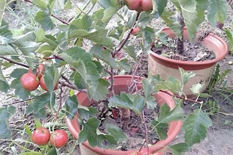 果树施哪种肥料能收获最好成效