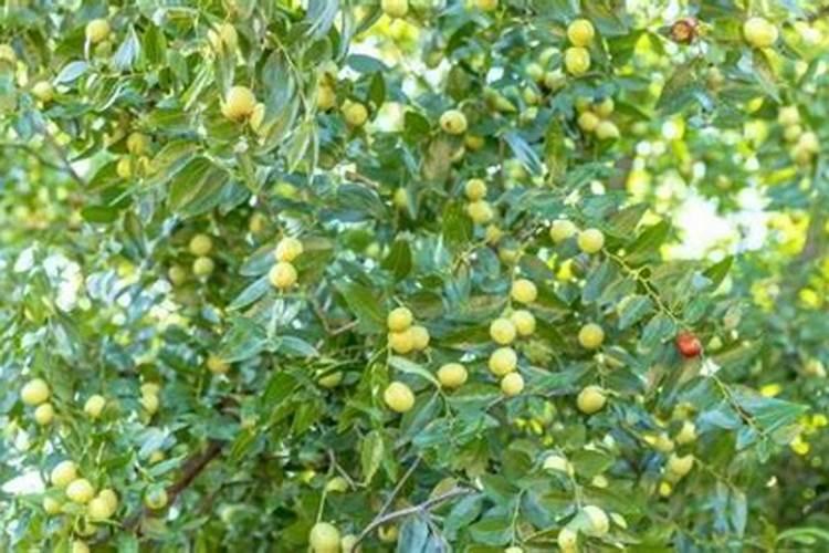 我家有棵黑枣树只开花不结果十几年了