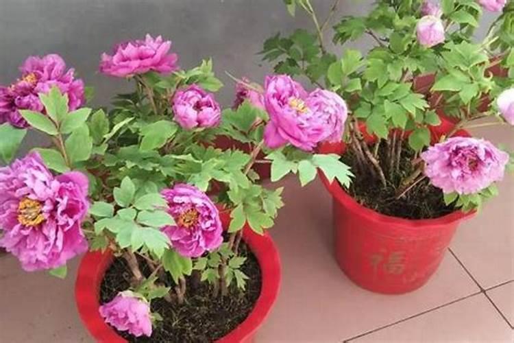 牡丹花施什么肥料最好