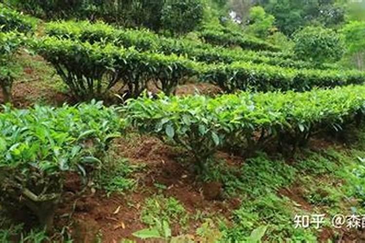 茶叶施肥时间