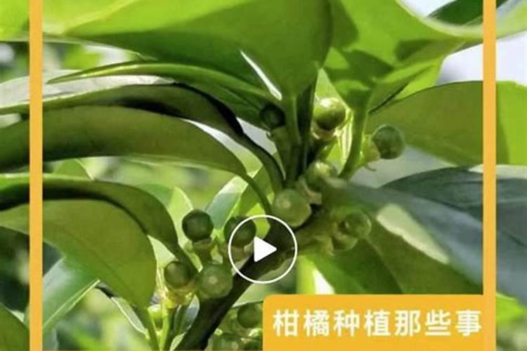 柑橘缺镁症,该怎么补救？