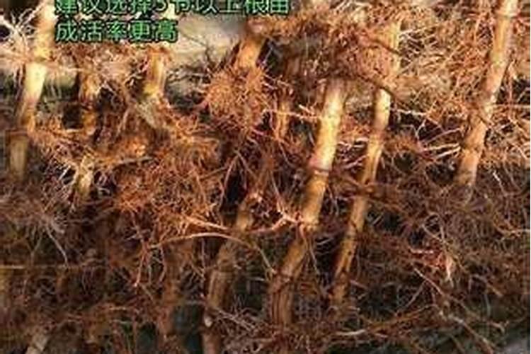 生根粉用了就下雨有效果吗？