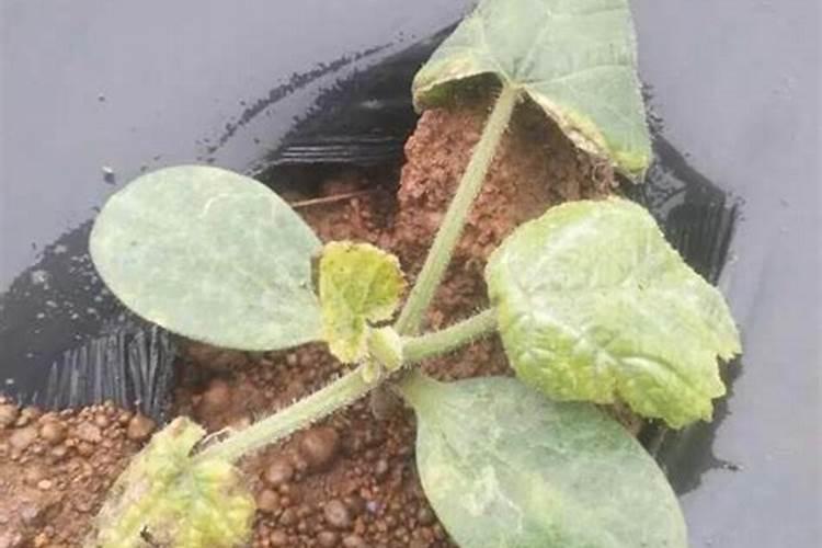 大棚南瓜黄色卷叶怎么治