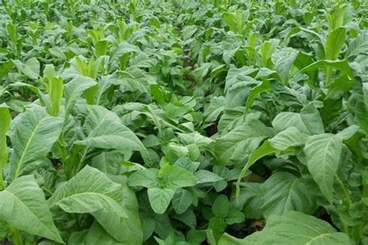 烤烟施钾肥最佳时间 什么时候使用效果好