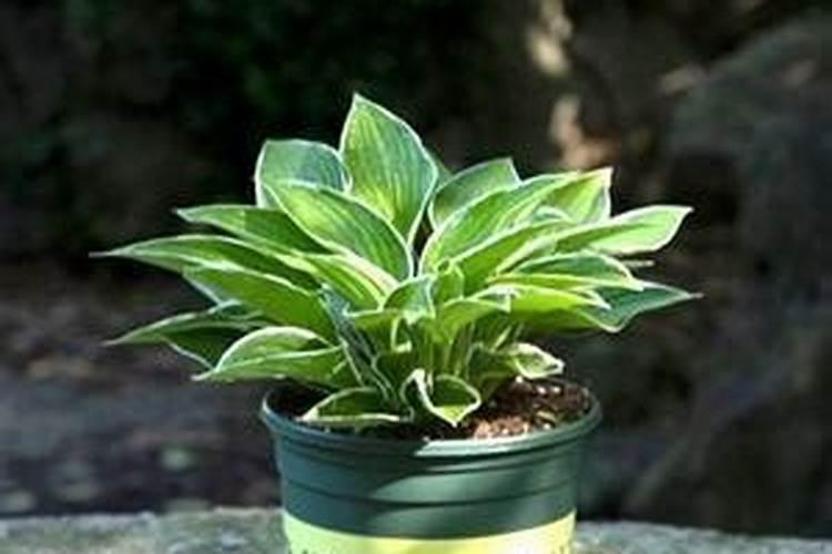 观叶植物施肥要多氮吗