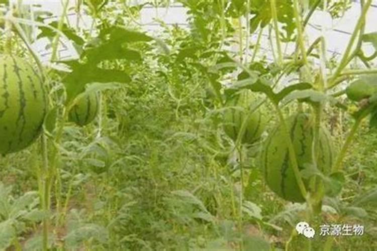 西瓜伸蔓期都接瓜了需要追什么肥