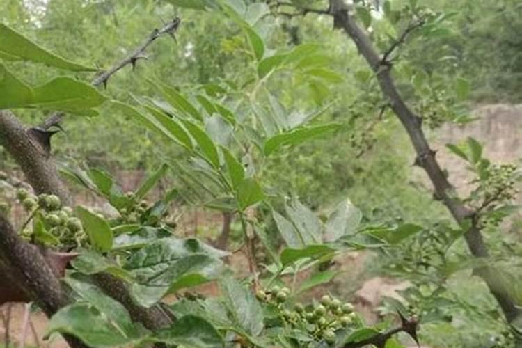 花椒树施硼大化肥什么时间好？
