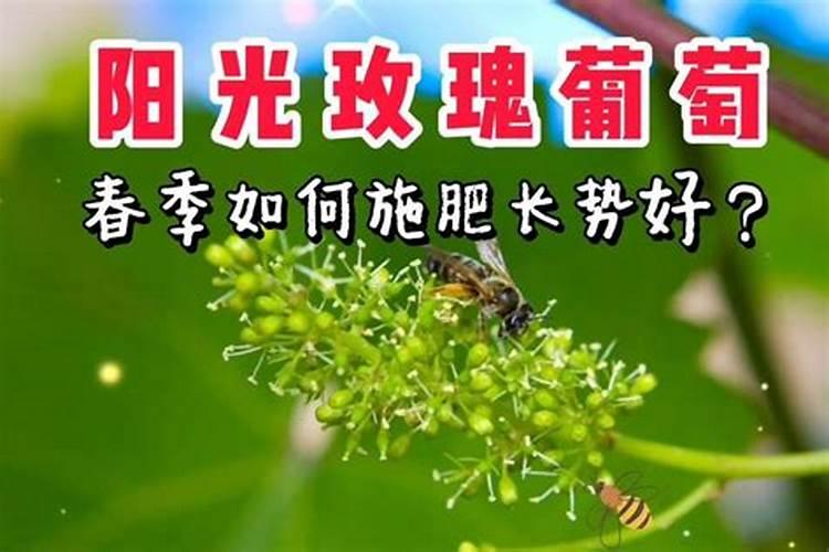 阳光玫瑰葡萄管理与修剪技术 阳光玫瑰葡萄足早栽培管理
